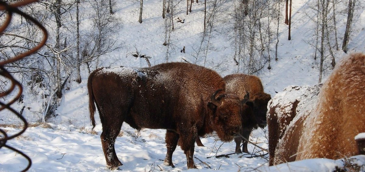 Туры новосибирск алтай 3 дня. Чергинский зубрятник. Зубрятник Алтай. Зубры на Алтае. Сибирские просторы экскурсии.