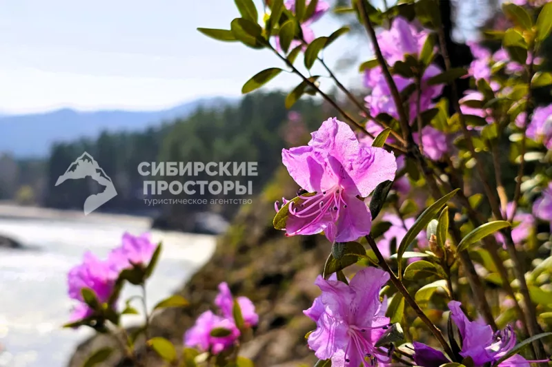 Алтай маральник